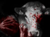 In Kerala, A Man Raped A Cow And Killed It. Now Cows Also Aren’t Safer Than Women In Our Country. What Even?