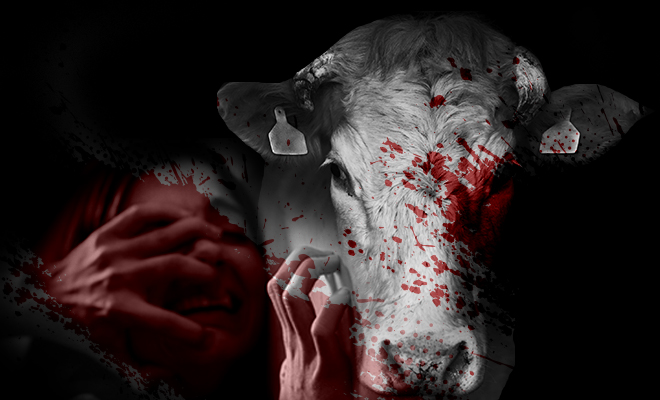 FI Cow Rape