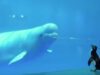 #SpreadPositivity: This Video Of A Penguin Having A Chat With Beluga Whales In An Aquarium Is Just The Kind Of Stuff You Need To See