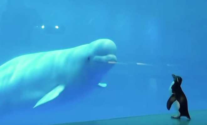 #SpreadPositivity: This Video Of A Penguin Having A Chat With Beluga Whales In An Aquarium Is Just The Kind Of Stuff You Need To See