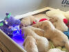 This Video Of A Talking Dinosaur Reading Out A Bedtime Story To A Bunch Of Retriever Puppies Is The Best Thing You Will See On The Internet Today!