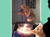 This Man Blamed His Cat For His Wife’s Pregnancy But Not In The Way You Think. The Story Is Hilarious