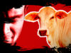 In Bhopal, A Man Was Arrested For Raping A Cow. Maybe It Was What The Cow Was Wearing