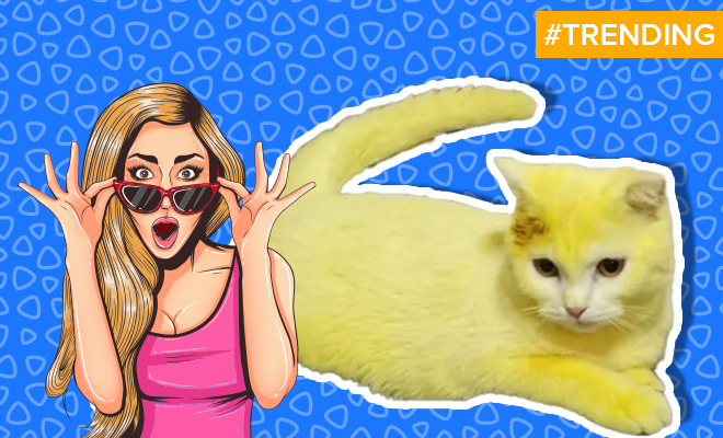 FI Woman Accidentally Dyes Her Cat Yellow