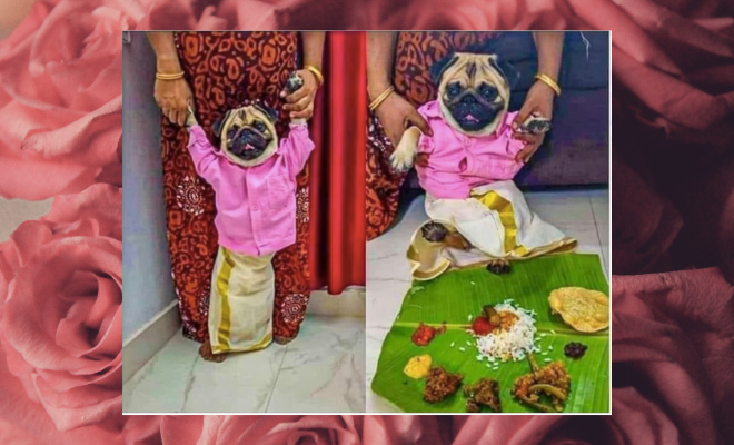 These Dog Parents Dressed Their Pug In Groom Clothes In An Attempt To Get Him Married. This Is The Cutest Thing On Internet Today!
