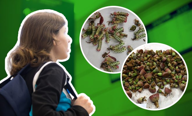 Woman Caught Trying To Smuggle 1,000 Cacti And Succulents Strapped To Her Body. Who Thinks Of These Ideas?