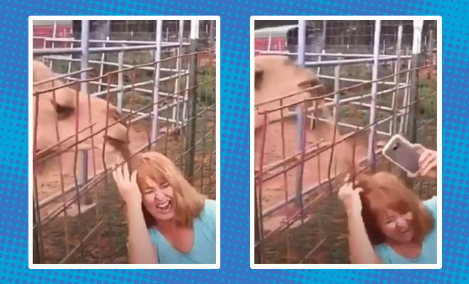 A Camel Chewed Off A Woman’s Hair When She Tried To Take A Selfie With It