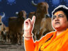BJP MP Pragya Thakur Says She Is Protected From Coronavirus Because She Drinks Cow Urine Every Day.