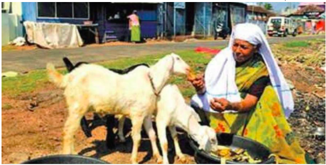 Kerala Woman Goats