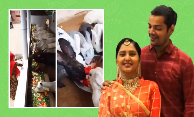 This Couple Invited Cows, Monkeys And Rabbits To Their Wedding Feast