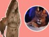 This Pakistani Influencer Used A Sedated Lioness As A Prop At Her Birthday Bash. What Is Wrong With People?