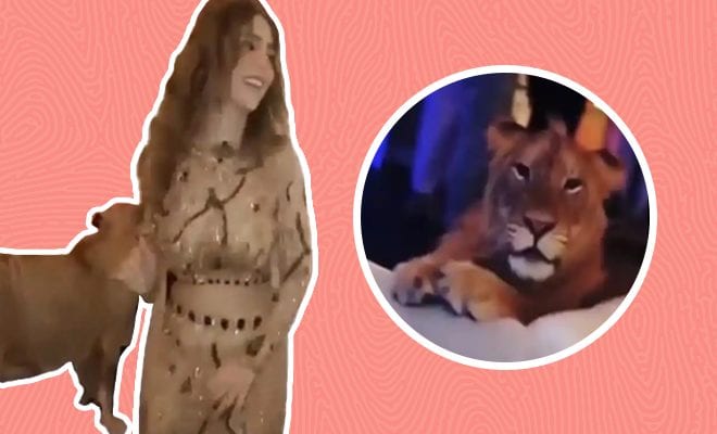 This Pakistani Influencer Used A Sedated Lioness As A Prop At Her Birthday Bash. What Is Wrong With People?
