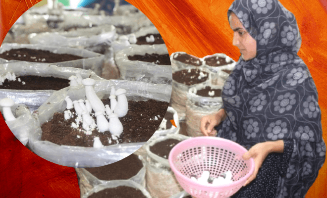 Pulwama girl grows organic mushroom at home to study, support family