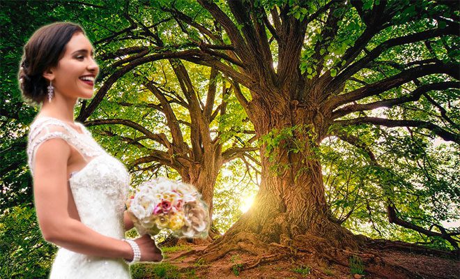 Women In Bristol Dress Up As Brides To ‘Marry’ Trees To Prevent Cutdown, Were Inspired From India’s Chipko Movement!