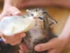 Woman Breastfeeds Cat On The Plane, Passenger and Cabin Crew Watch In Shock. We Are Speechless!
