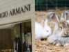 Armani Announced It Will No Longer Use Angora Wool From Its 2022-23 Autumn/Winter Collection