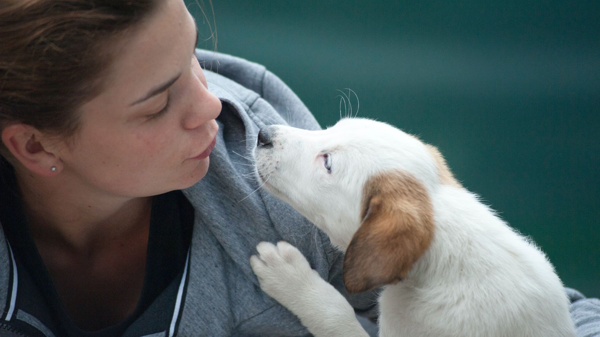Female Dogs Do Experience Periods. Here’s What You Need To Know About It.