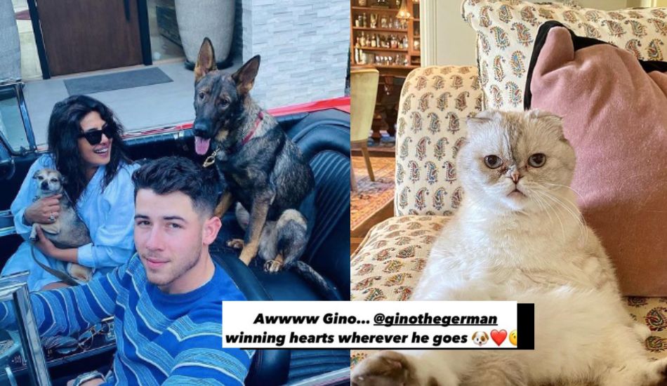 Priyanka Chopra’s Dog Gino Up Against Taylor Swift’s Cat, Chris Evans’ Dog For Fav Celeb Pet!