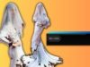 Rawdah Mohammad’s Scorched Bride Look At Cannes Reminds Netizens Of Jali Hui Roti And Tortillas!