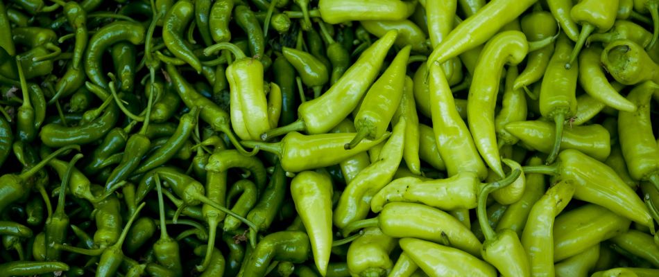 green-chilli-try-these-tasty-easy-recipes-thecha-mirch-pakora