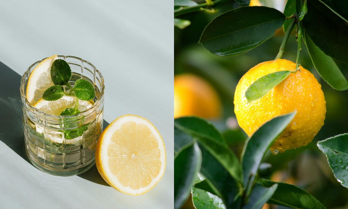 Honey Lemon Water Benefits: 5 Reasons Why You Should Drink It On An Empty Stomach Honey Lemon Water Benefits: 5 Reasons Why You Should Drink It On An Empty Stomach