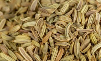 benefits-fennel-water-morning-health-wellness-fitness-diet