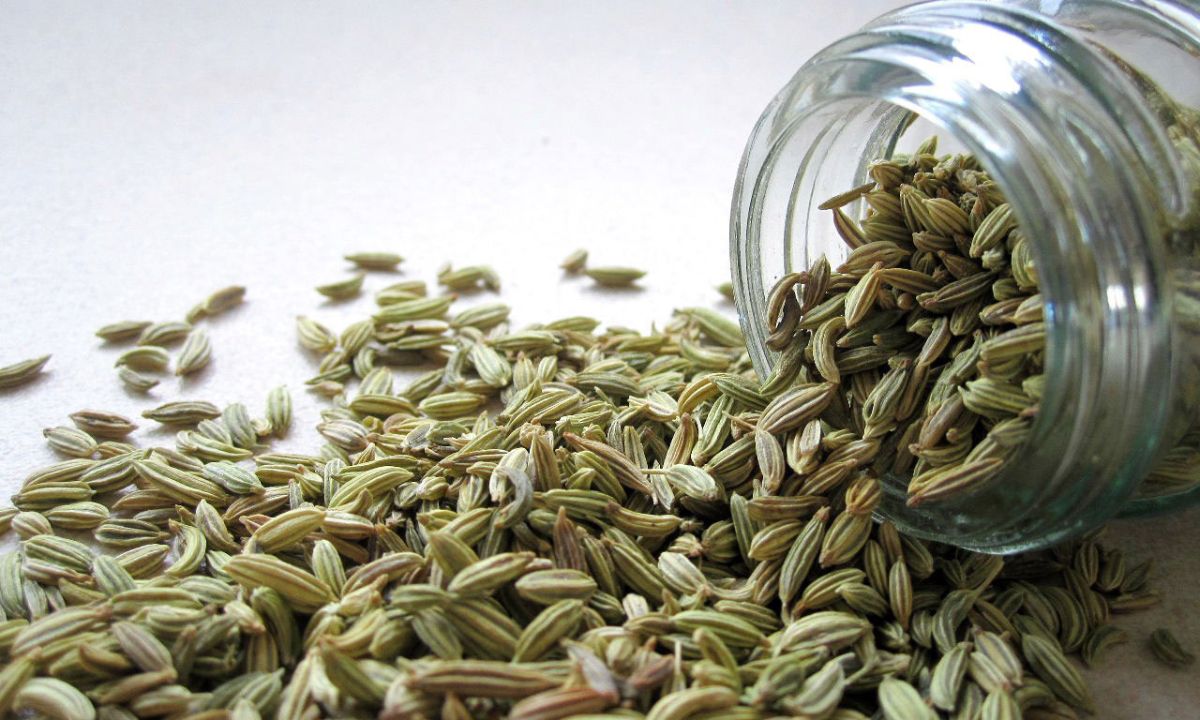 Fennel Water Benefits 10 Reasons Why Drinking Fennel Water In The