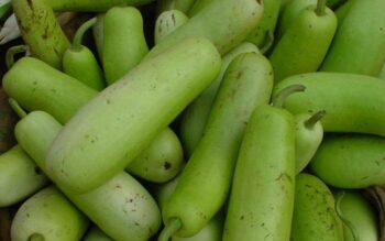 : side-effects-bottle-guard-lauki-juice-health-and-wellness