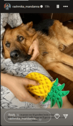 Rashmika Mandanna Mourns Death Of Pet Dog Maxi: "I Hope We Get To Meet Each Other..."