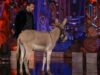 Bigg Boss 18: PETA India Urges Salman Khan To Avoid Using Animals On Show For Props. Couldn’t Agree More!