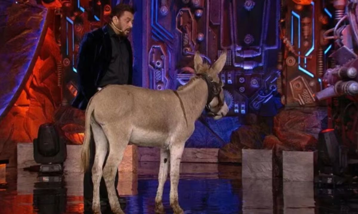 Bigg Boss 18: PETA India Urges Salman Khan To Avoid Using Animals On Show For Props. Couldn’t Agree More! Bigg Boss 18: PETA India Urges Salman Khan To Avoid Using Animals On Show For Props. Couldn’t Agree More!