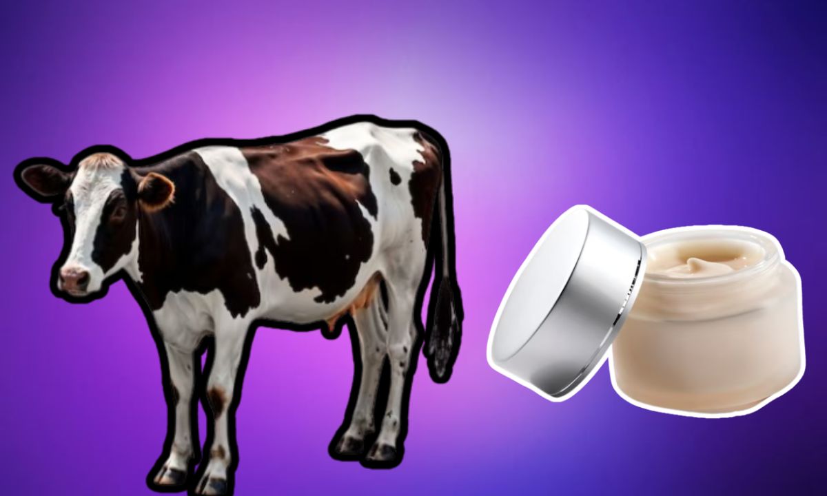 What Is Beef Tallow And Why Are People Using It In Their Skincare Routines? What Is Beef Tallow And Why Are People Using It In Their Skincare Routines?