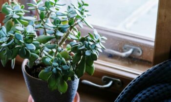 10-reasons-to-grow-a-Jade-plant-in-your-home-air-purify-stress-relief