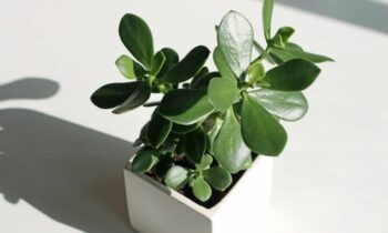 10-reasons-to-grow-a-Jade-plant-in-your-home-air-purify-stress-relief