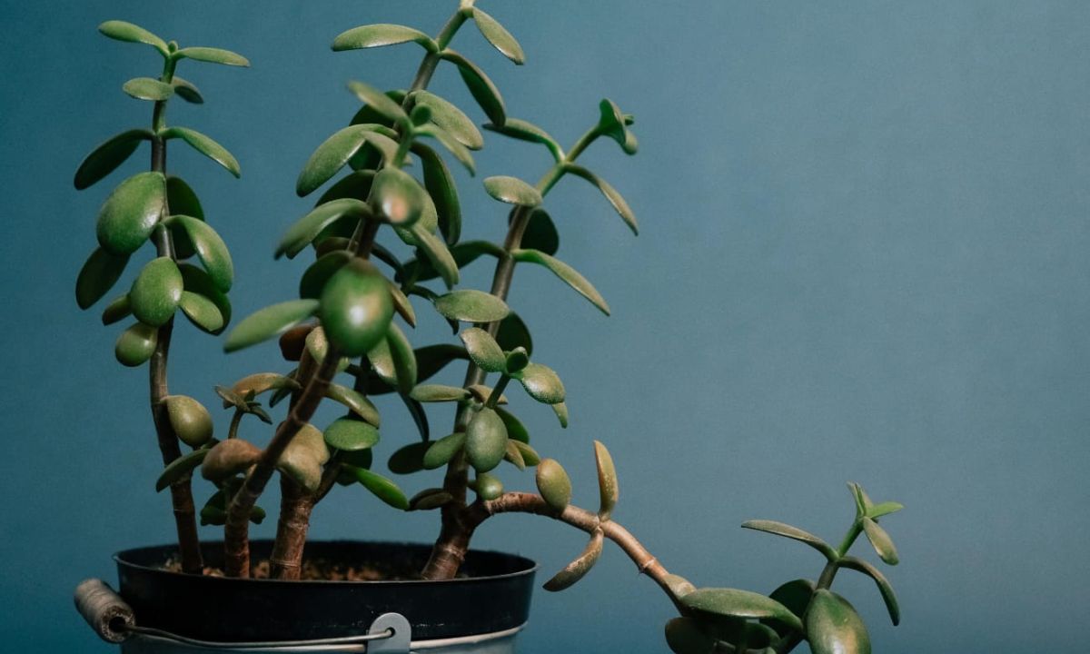 From Being A Lucky Charm To Air Purifying, 10 Reasons To Grow A Jade Plant In Your Home! From Being A Lucky Charm To Air Purifying, 10 Reasons To Grow A Jade Plant In Your Home!