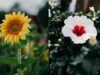 From Sunflower To Marigold, 10 Flowers To Plant This Summer!