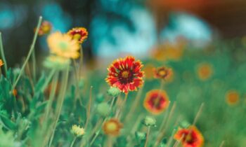 from-sunflower-to-marigold-10-flowers-to-grow-for-beautiful-summer-garden