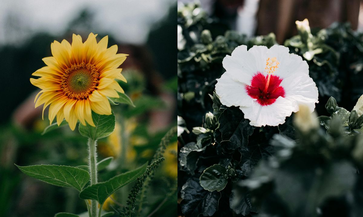 From Sunflower To Marigold, 10 Flowers To Plant This Summer!