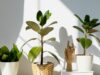 From Rubber Tree To Money Tree, 10 Plants That You Can Grow Indoors!