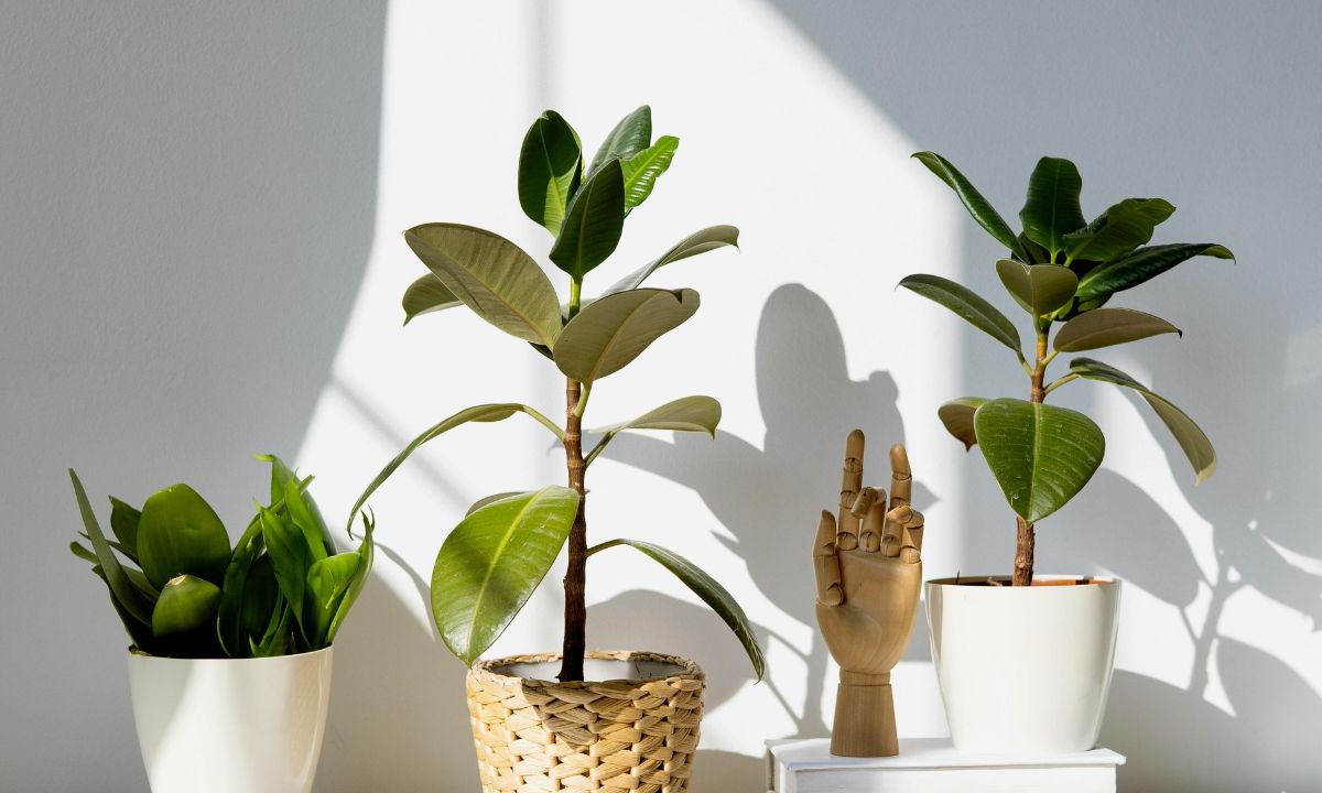 From Rubber Tree To Money Tree, 10 Plants That You Can Grow Indoors! From Rubber Tree To Money Tree, 10 Plants That You Can Grow Indoors!