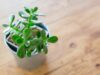 5 Amazing Benefits Of Keeping A Jade Plant At Your Office Entrance