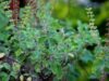 How To Bring Your Dying Tulsi Plant Back To Life In 5 Easy Steps
