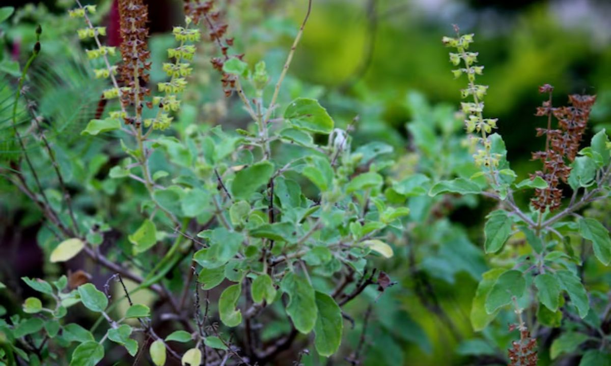 How To Bring Your Dying Tulsi Plant Back To Life In 5 Easy Steps