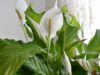 Top 10 Benefits Of Keeping Peace Lily Plants In Your Washroom!