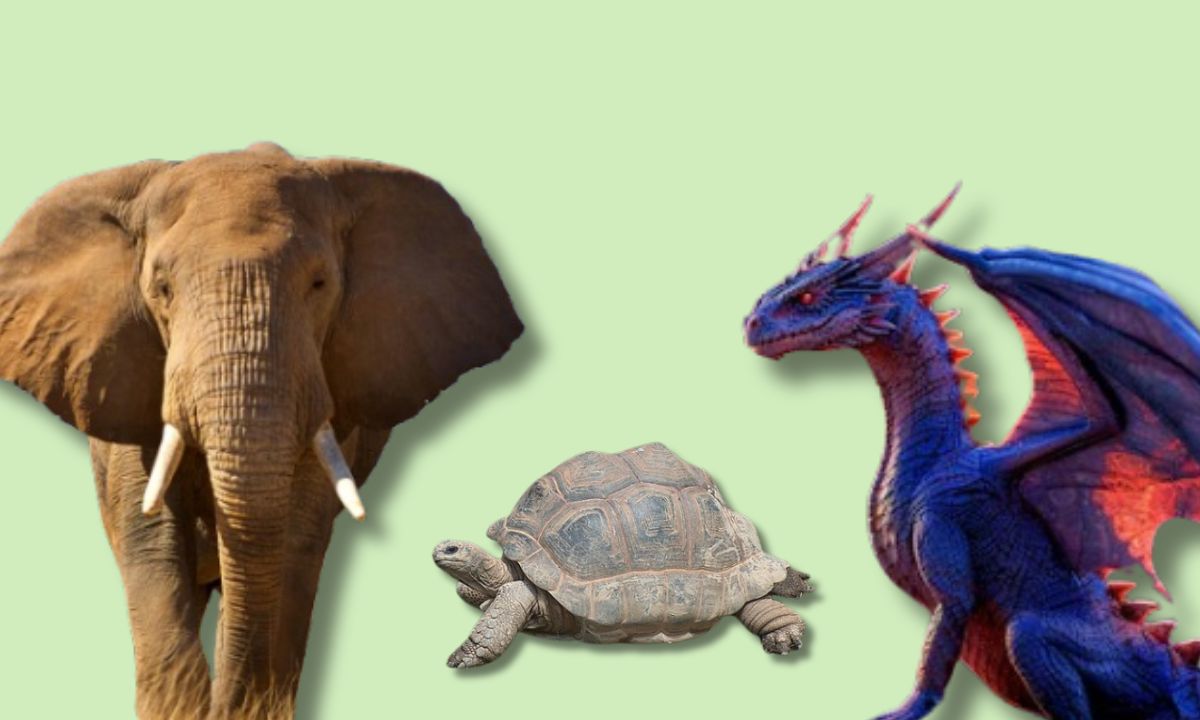 8 Animals That Bring Positive Energy In Your Life