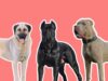 Did You Know THESE 8 Dog Breeds Are The Most Powerful?