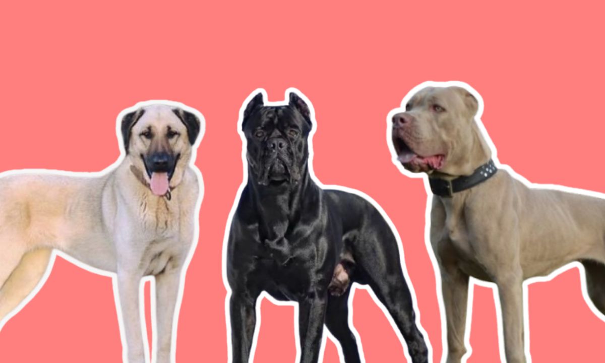 Did You Know THESE 8 Dog Breeds Are The Most Powerful?