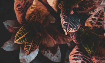 gardening-tips-10-ways-to-take-care-of-indoor-crotons-bright-light-humidity-pruning