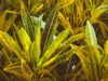 What Are The 5 Mistakes You Should Avoid While Planting A Money Plant?