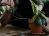 From Pruning To Warm Temperature, 10 Ways To Take Care Of Indoor Crotons!
